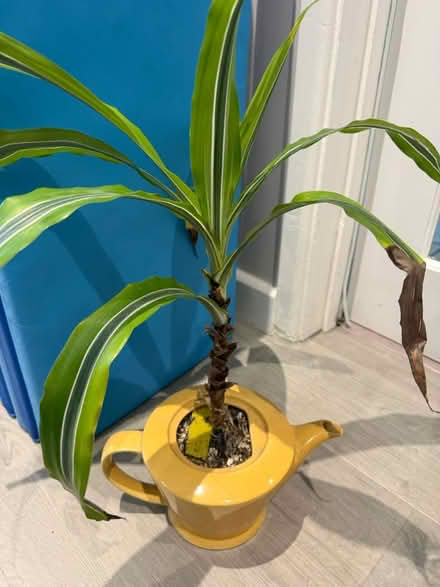 Photo of free Plant (Bletchley MK3) #2