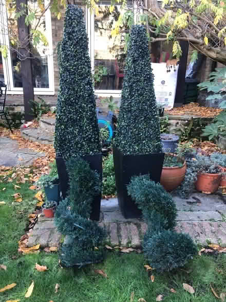 Photo of free 2 artificial box obelisks in pots and 2 artificial evergreen (Putney SW15) #1