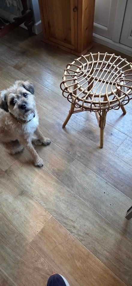 Photo of free Rattan Bamboo Footstool/side table (GL53 Charlton Kings) #1