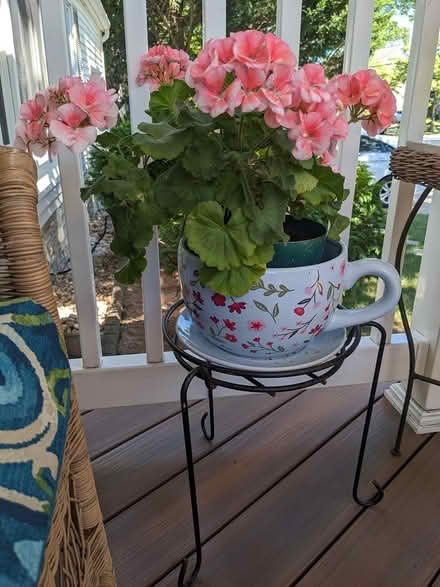 Photo of free Geranium Plants (Belford, N.J.) #1