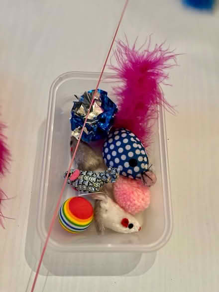 Photo of free Cat toys #2 (WN7) #1
