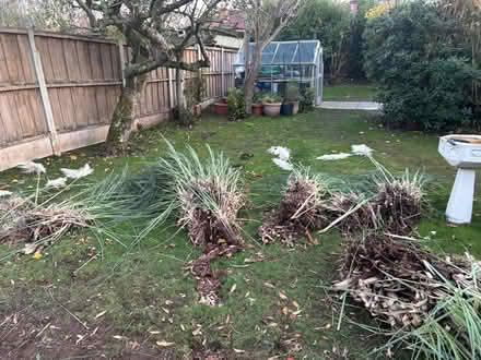 Photo of free Pampas grass (Bromborough CH62) #2