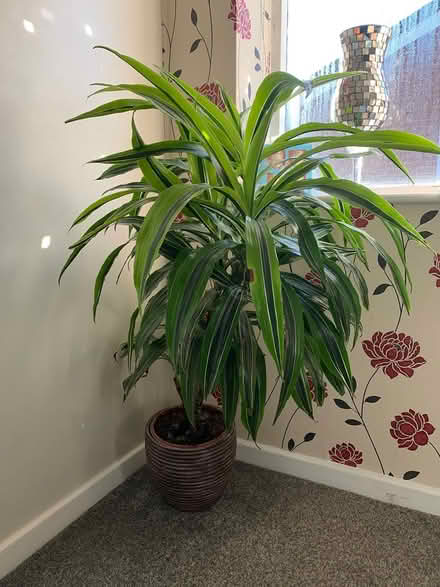 Photo of free Indoor plant (Greatmoor SK2) #2
