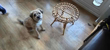 Photo of free Rattan Bamboo Footstool/side table (GL53 Charlton Kings) #2