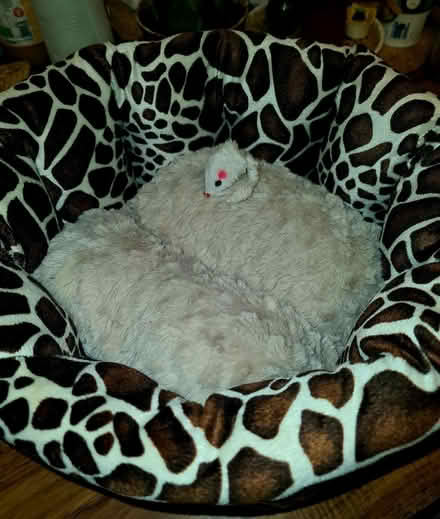 Photo of free Soft nest for your cat or small dog (Dalston E8) #2