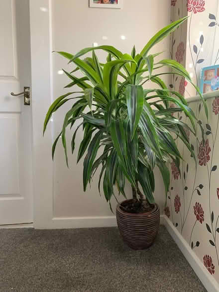 Photo of free Indoor plant (Greatmoor SK2) #1