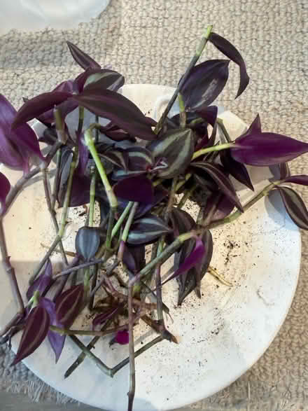 Photo of free Plant cuttings (Bletchley MK3) #2