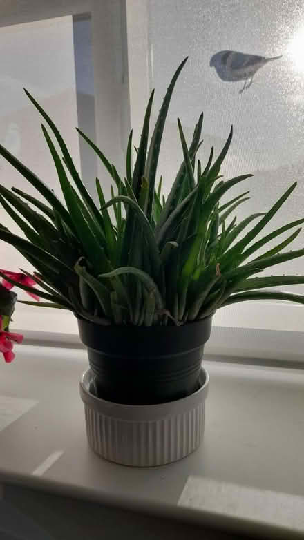 Photo of free Large Aloe Vera plant (Garstang) #1