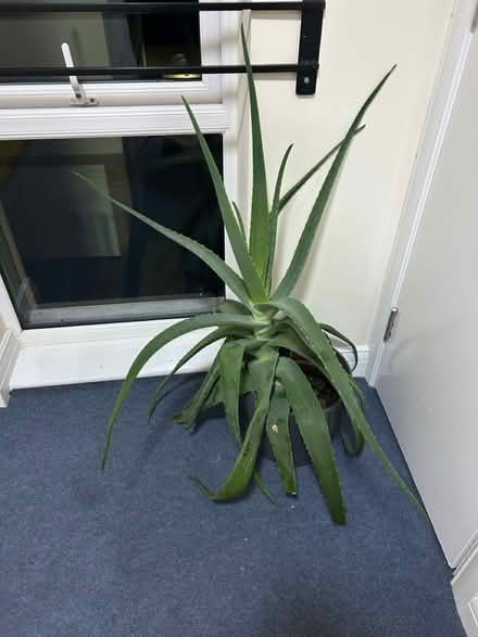 Photo of free Aloe Vera (Uxbridge UB8) #1