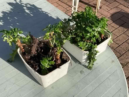 Photo of free Bears' Breeches (Longford GL2) #1