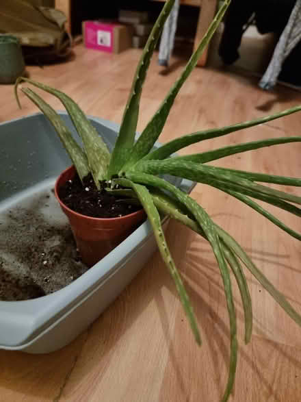 Photo of free Aloe vera x4 (Stonehouse) #2