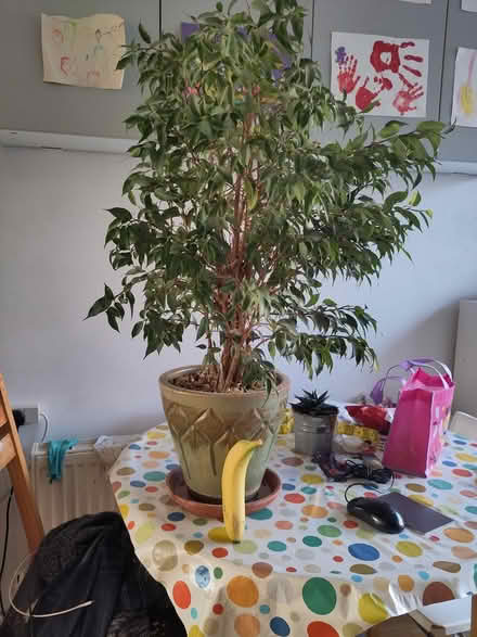 Photo of free Indoor plant (Addlestone) #1