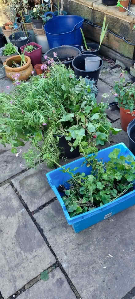 Photo of free Summer plants (South Tonbridge TN9) #1