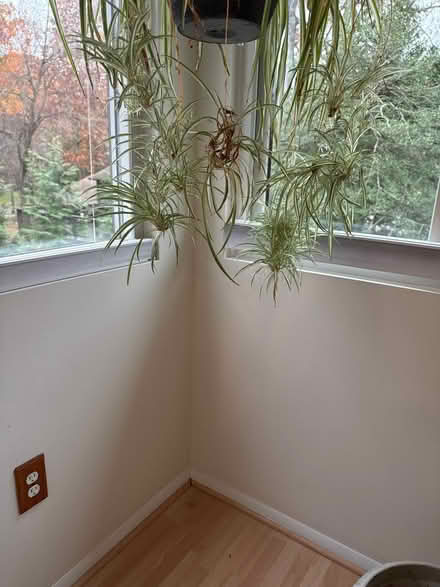 Photo of free Baby shoots from spider plant (Severna Park) #1