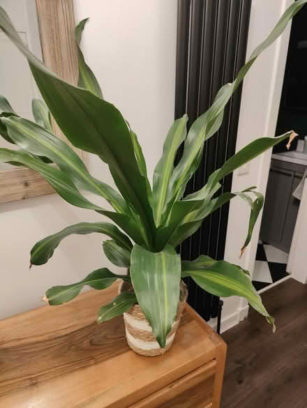 Photo of free House plant (Leith EH6) #1