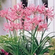 Photo of Nerines (IP4) #1
