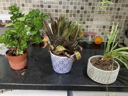 Photo of free Plants (Corstorphine EH12) #1