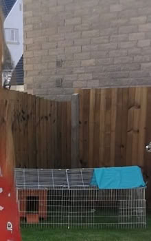 Photo of free Metal rabbit run and cage (Horsforth LS18) #3