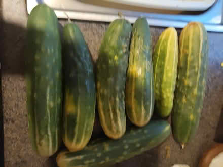 Photo of free Cucumbers (Standerwick BA11) #1