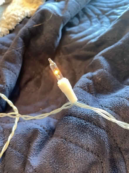 Photo of free Fairy lights (Fawdon NE3) #3