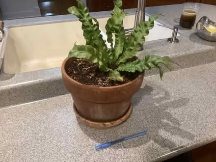 Photo of free House fern (Northwest Seattle, phinney) #1