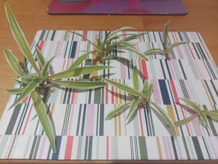 Photo of free Spiderplant babies (cuttings) (Seven Sisters N15) #1