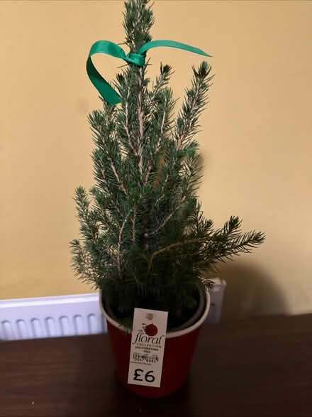 Photo of free Mini Christmas tree (Bishop Stortford) #1
