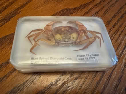 Photo of free Miniature Crab Encased in Plastic (Near Davis Square, Somerville) #1