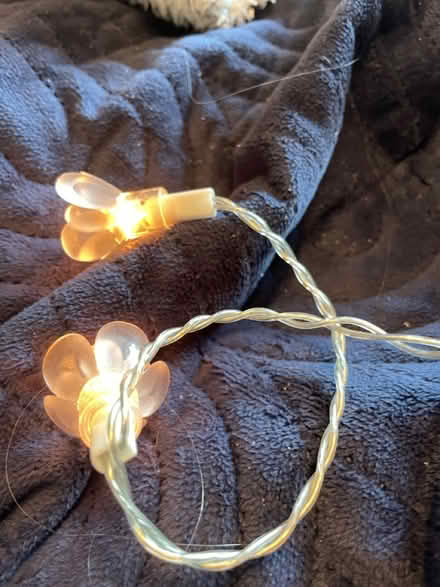 Photo of free Fairy lights (Fawdon NE3) #2