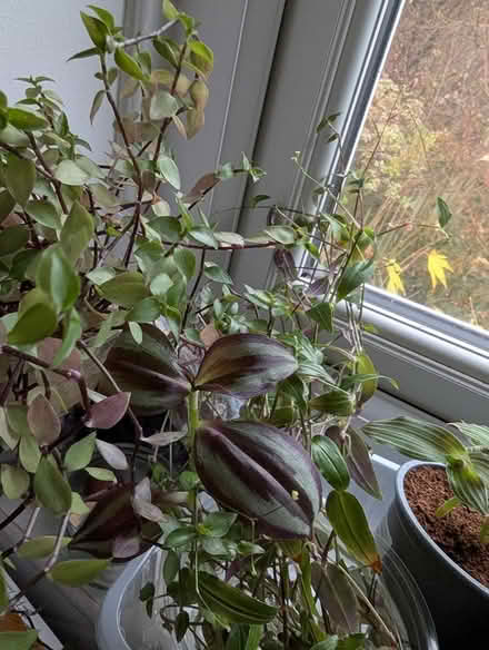 Photo of free Mixed lot of Houseplants (BD16 cottingley) #2