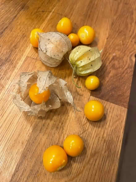 Photo of free Cape gooseberry plant (Haddington EH41) #1