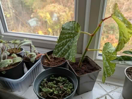 Photo of free Mixed lot of Houseplants (BD16 cottingley) #1