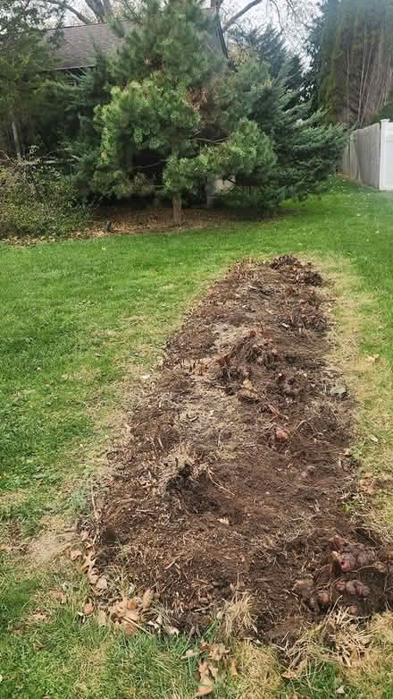 Photo of free Canna Bulbs (07764) #1