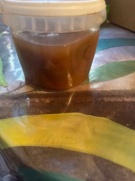 Photo of free Kombucha mother (Chalk Farm NW1) #1