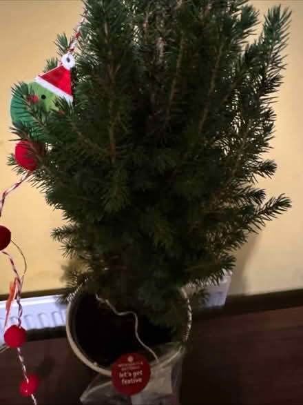 Photo of free Large Christmas tree (Bishop Stortford) #3