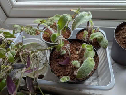 Photo of free Mixed lot of Houseplants (BD16 cottingley) #3