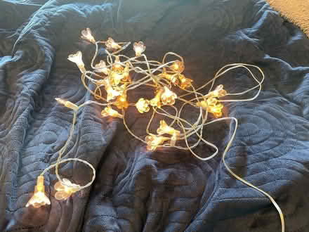Photo of free Fairy lights (Fawdon NE3) #1