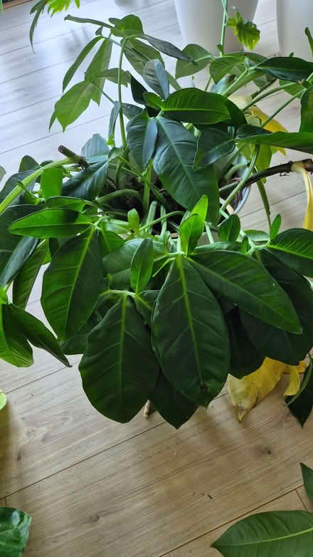 Photo of free Mature Syngonium Auritum cuttings (Kidlington OX5) #1