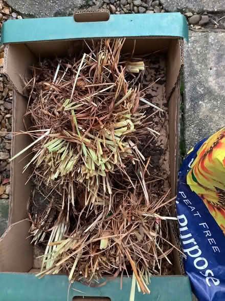 Photo of free Iris (Caton LA2) #1