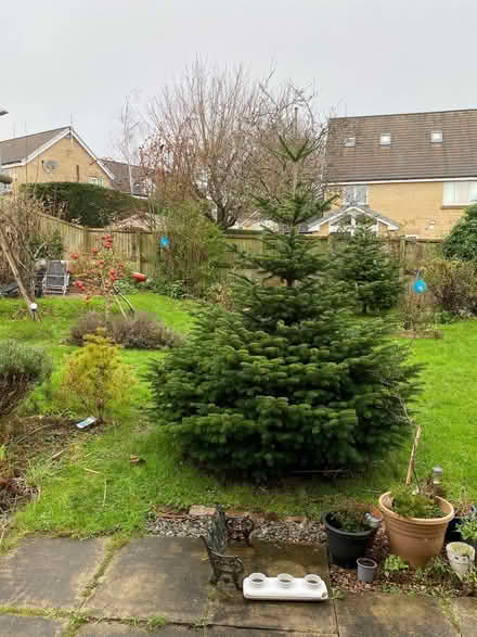 Photo of free Christmas Tree for charity or community use (Greaves LA1) #1
