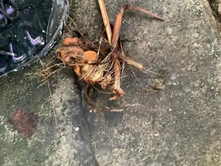 Photo of free Crocosmia (Caton LA2) #2