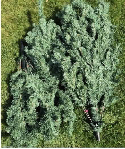 Photo of free Christmas tree (Macclesfield) #1