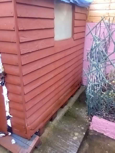 Photo of free 6ft x 4 ft Cottage Garden shed (Lower Bevendean BN2) #2