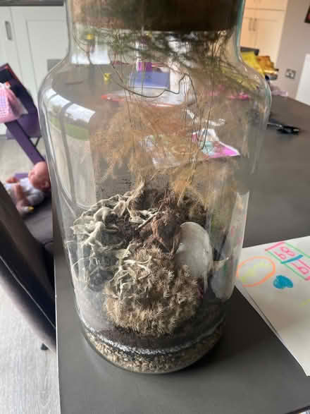 Photo of free Terrarium (West malling) #1