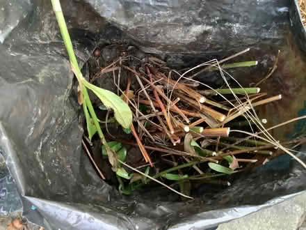 Photo of free Crocosmia (Caton LA2) #1