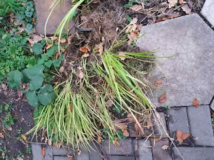 Photo of free pond plants (Earley RG6) #1