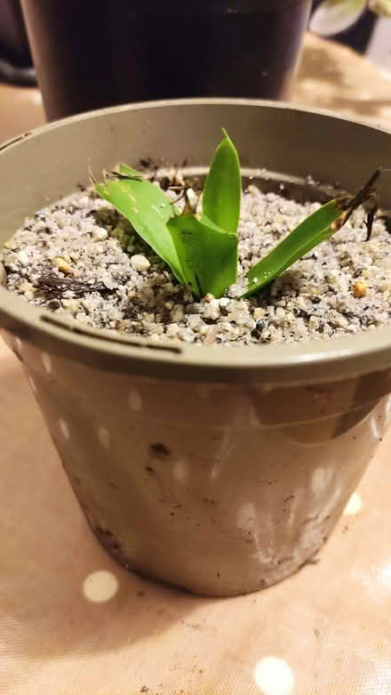 Photo of free Yucca houseplant (Chislehurst BR7) #1