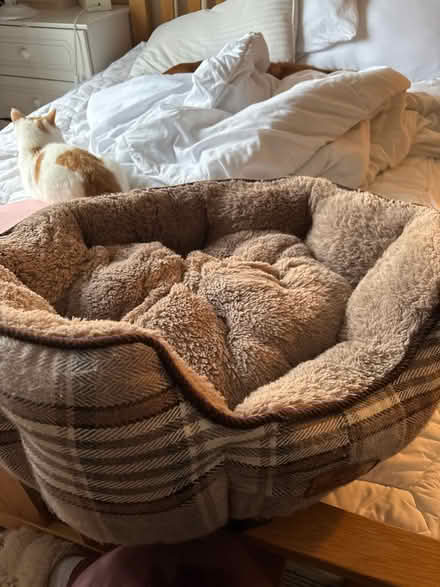 Photo of free Small dog beg (Kings norton B38) #1