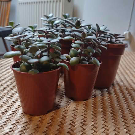 Photo of free Jade/money plants (Leeds LS8) #1