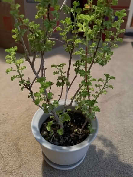 Photo of free Scented Geranium Plant (Cupertino - DeAnza and 280) #1